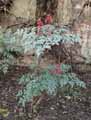 Nandina domestica