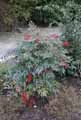 Nandina domestica