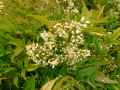 Nandina domestica