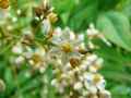 Nandina domestica