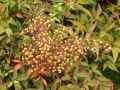 Nandina domestica