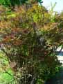Nandina domestica