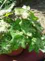 Berberidaceae-Podophyllum-Spotty-Dotty-Podophyllum-20131124115947.jpg
