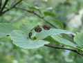 Alnus alnobetula subsp. alnobetula
