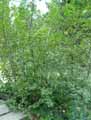 Alnus alnobetula subsp. alnobetula