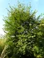 Alnus cordata
