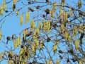 Alnus glutinosa