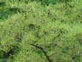 Alnus glutinosa Imperialis