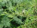 Alnus glutinosa Imperialis