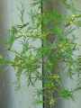Alnus glutinosa Imperialis