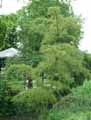 Alnus glutinosa Imperialis