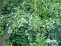 Alnus incana
