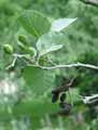 Alnus incana
