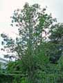 Alnus incana