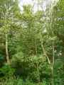 Alnus viridis