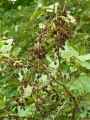 Alnus viridis