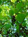 Alnus viridis ssp. crispa Turrill var. mollis