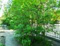 Alnus viridis ssp. crispa Turrill var. mollis