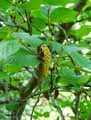 Alnus viridis ssp. crispa Turrill var. mollis