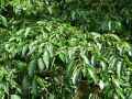 Alnus spaethii
