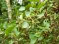Alnus viridis