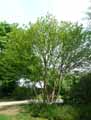 Betula Medwediewii