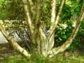 Betula Medwediewii