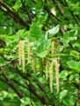 Betulaceae-Betula-Medwediewii-Bouleau.jpg