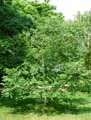 Betulaceae-Betula-costata-Bouleau.jpg