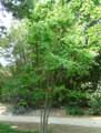 Betulaceae-Betula-davurica-Bouleau.jpg