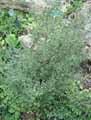 Betulaceae-Betula-nana-Bouleau-nain.jpg