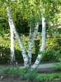 Betulaceae-Betula-utilis-Bouleau-de-l-Himalaya-20131124133143.jpg