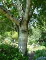 Betula utilis ssp. jacquemontii