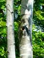 Betula utilis ssp. jacquemontii