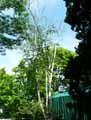 Betula utilis ssp. jacquemontii