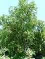Betulaceae-Betula-utilis-ssp.-jacquemontii-Bouleau-de-l-Himalaya.jpg