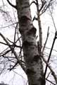 Betulaceae-Betula-verrucosa-Bouleau-commun-Bouleau-verruqueux.jpg