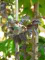 Betulaceae-Betula-x-pendula-Crimson-Frost-Bouleau-pourpre-20131124133547.jpg