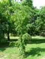Betulaceae-Carpinus-Turczaninowii-Charme.jpg
