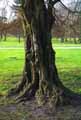 Carpinus betulus