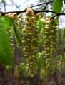 Carpinus betulus