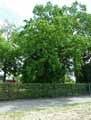 Carpinus betulus