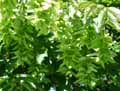 Carpinus betulus