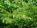 Carpinus betulus