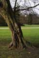 Betulaceae-Carpinus-betulus-Charme.jpg