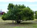 Corylus avellana