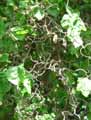 Corylus avellana Contorta
