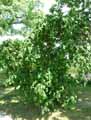 Betulaceae-Corylus-avellana-Contorta-Noisetier-tortueux.jpg