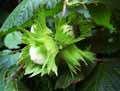 Betulaceae-Corylus-avellana-Noisetier.jpg