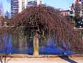 Betulaceae-Corylus-avellana-pendula-Noisetier-pleureur.jpg